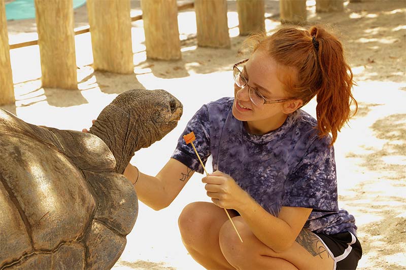 tortoise feeding
