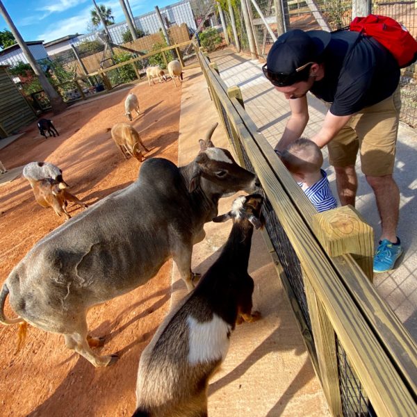 Feeding animals at the Petting Zoo Feeding animals at the Petting Zoo