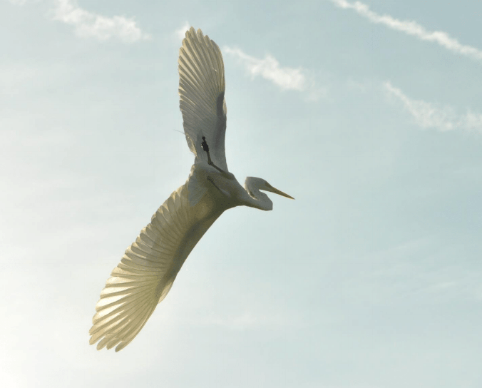 Bird Blog 2016