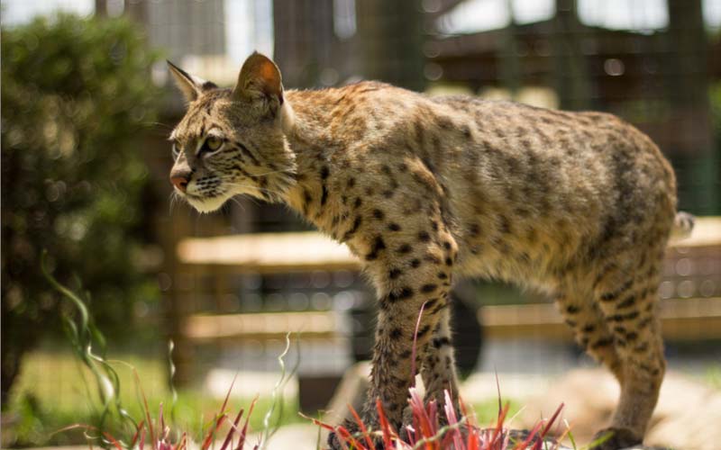Osceola the bobcat